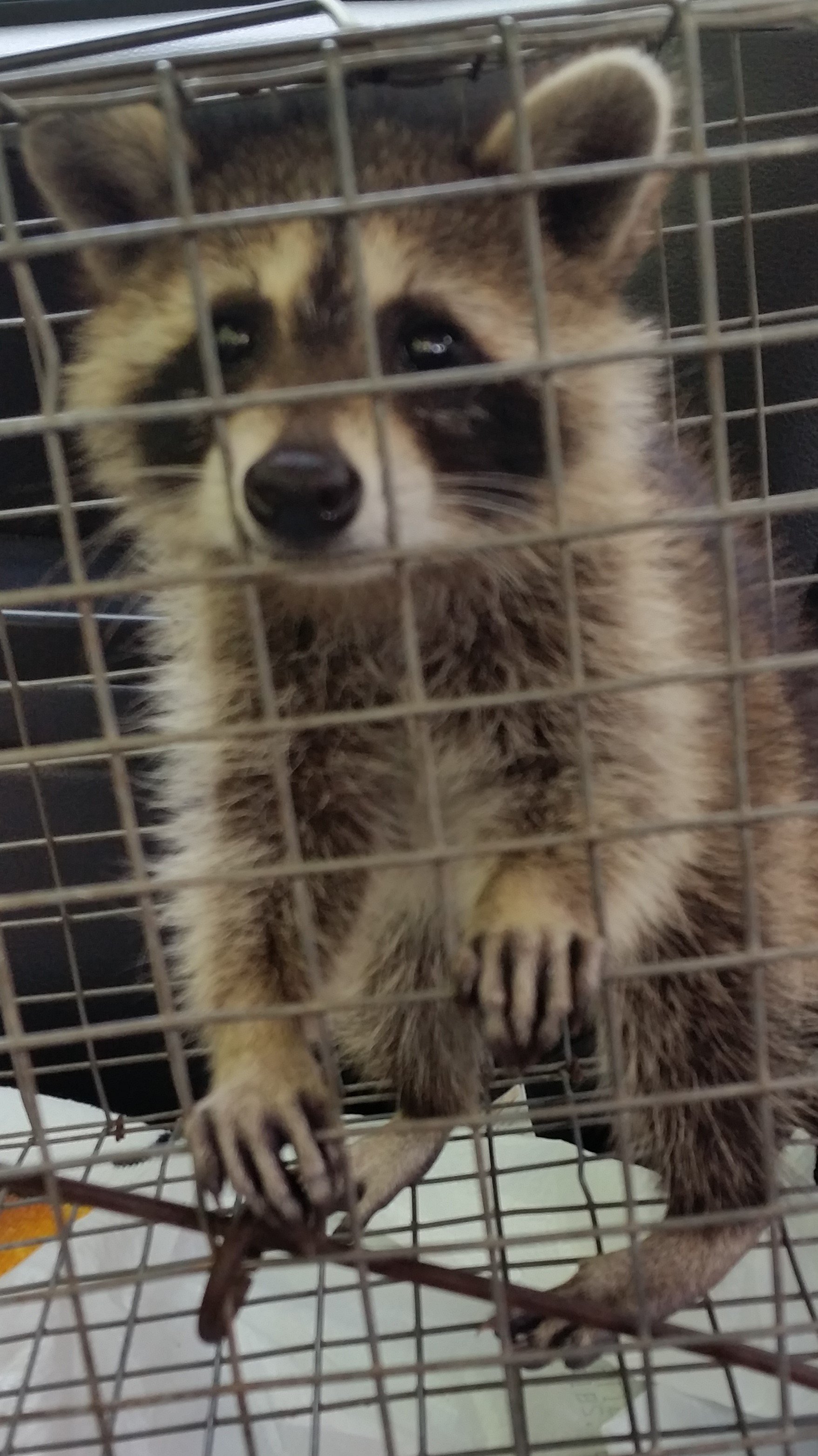 Avatar for All Things Wild Wildlife Removal